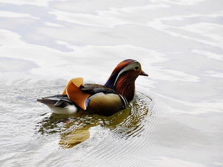 Male mandarin duck swimming in a pond