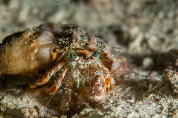 Hermit crab close-up. Sipadan island. Celebes sea. Malaysia.