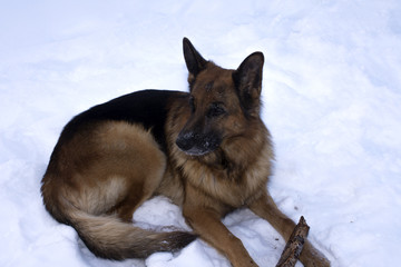 German Shepherd chewing on a log