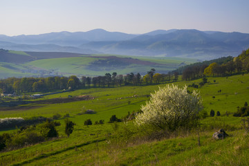 Corn field landscape with blossom bush on foreground