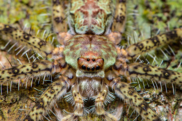 Extreme and close up view of Lichen Huntsman Spider (Pandercetes gracilis) sit and stay still on a tree, hidden and carmourflage with the surface of the tree trunk