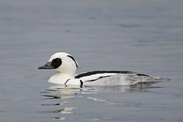 Smew (Mergellus albellus)