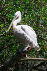 Pellicano su un ramo