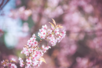 Wild Himalayan Cherry spring blossom