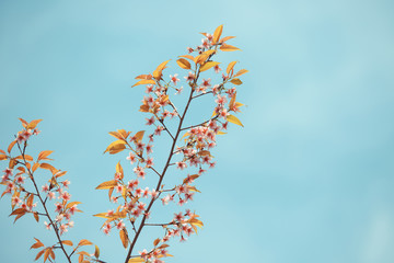 Wild Himalayan Cherry spring blossom