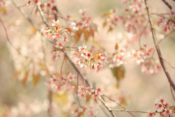 Wild Himalayan Cherry spring blossom