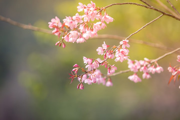 Wild Himalayan Cherry spring blossom