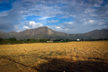 Fototapeta premium Wineyards areas near Cape Town, South Africa