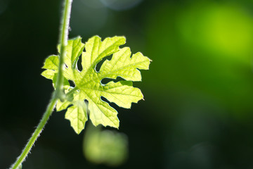 Abstract green nature used for background