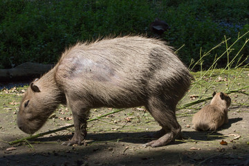 Capibara e cucciolo