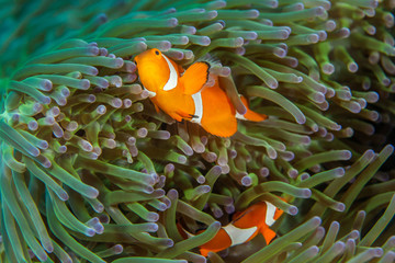 Clownfish close-up. Sipadan island. Celebes sea. Malaysia.