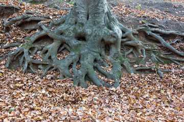 Tree Root