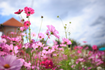 Cosmos flower blossom in garden
