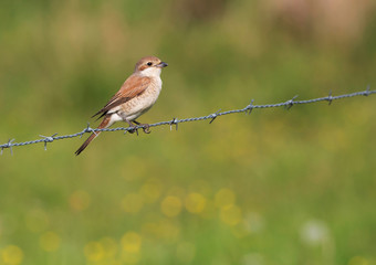 Red backed shrike (Lanius collurio). female.