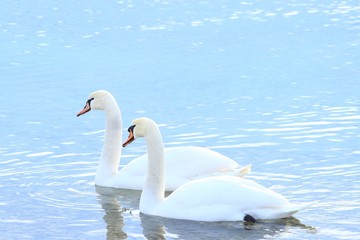 Fototapeta premium Swans on lake