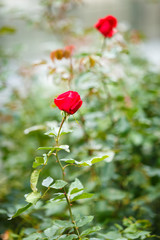 Rose flower in garden
