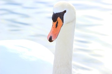 Swan face