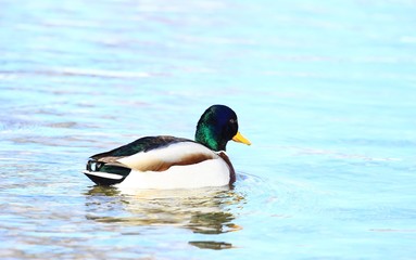 Duck male on water