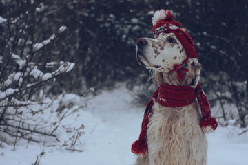 Vintage fashion and style New Year and Christmas: big white spotty dog of hunting breed English Setter portrait wearing red hat and scarf posing in snow and forest on winter wonderland background