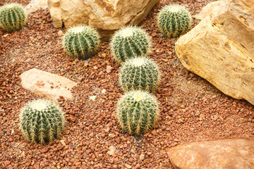 Cactus on arid area