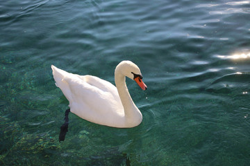 Swan on Lake Geneva in Switzerland