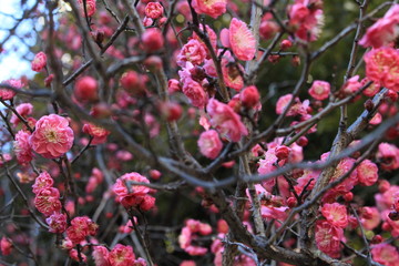 spring coming