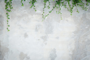 Concrete wall with ornamental plants or ivy or garden tree.