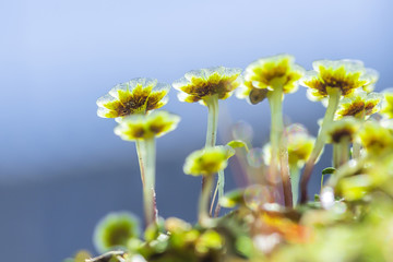 A perennial plant of Marchantia (lat. Marchantia)