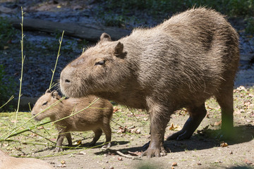 Capibara con cucciolo