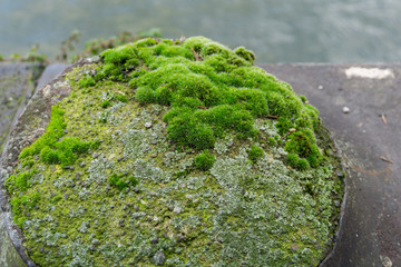 Moosbedeckter Stein