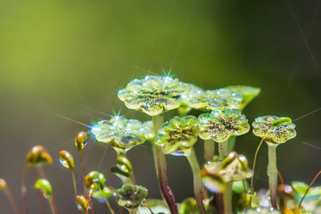 A perennial plant of Marchantia (lat. Marchantia)