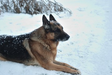 German Shepherd in the snow.