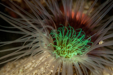 Actinia close-up. Sipadan island. Celebes sea. Malaysia.
