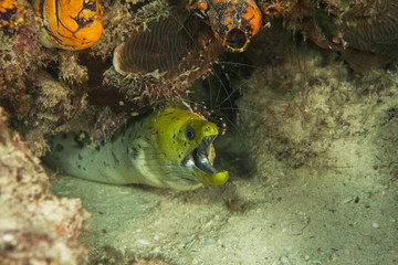 Yellow moray. Sipadan island. Celebes sea. Malaysia.