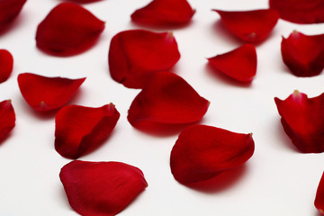 Petals of red roses on a white background