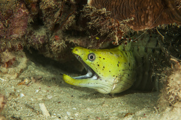Yellow moray. Sipadan island. Celebes sea. Malaysia.