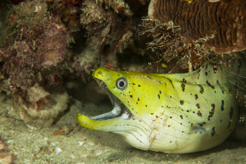 Yellow moray. Sipadan island. Celebes sea. Malaysia.