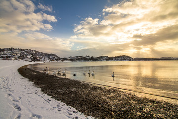 Mute swans in cold weather in Hamresanden, Norway