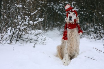Cute white big furry funny dog with brown spots sitting on frosty white snow and forest natural background wearing warm red hat and scarf, english setter - hunting breed on new year and christmas time