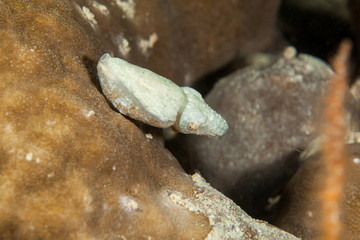 Small cuttlefish. Sipadan island. Celebes sea. Malaysia.