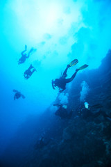 Underwater landscape. Sipadan island. Celebes sea. Malaysia.
