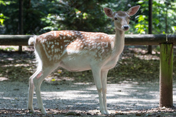 Giovane cerbiatto a figura intera
