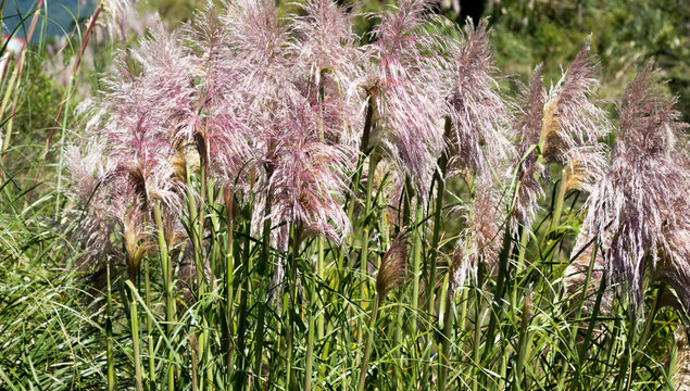 Paina. (Cortaderia selloana)