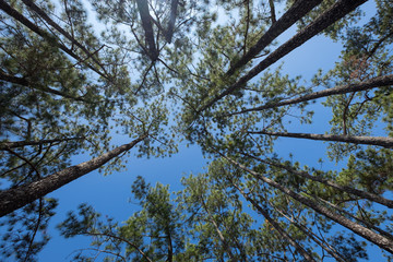  Worm's-eye view of pine tree forest in bright blue sky. Natural