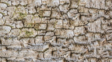 Tree bark