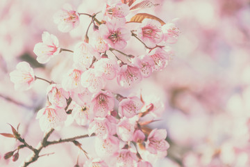 Vintage photo of pink flower background wild Himalayan Cherry bl