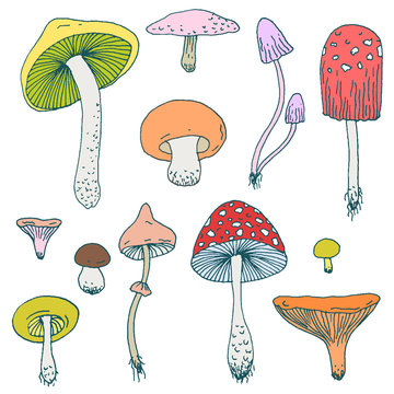 Set of Forest mushrooms - vector hand drawn colorful sketch. Collection of different mushrooms with roots, real eatable and poisoned boletus