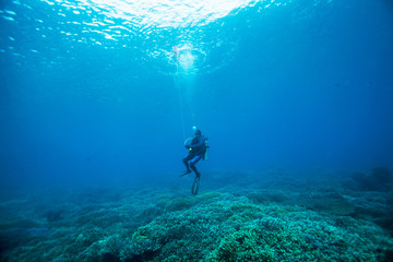 Scuba diver. Sipadan island. Celebes sea. Malaysia.