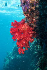 Fototapeta na wymiar Red soft coral. Sipadan island. Celebes sea. Malaysia.