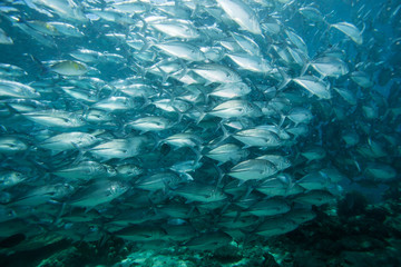Jack fish. Sipadan island. Celebes sea. Malaysia.
